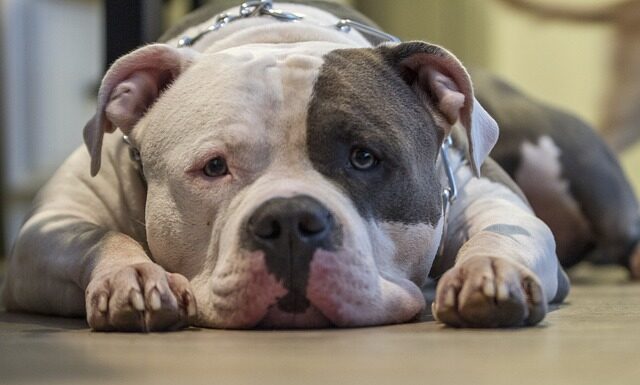 Dlaczego amstaff atakuje? Dlaczego amstaff atakuje?